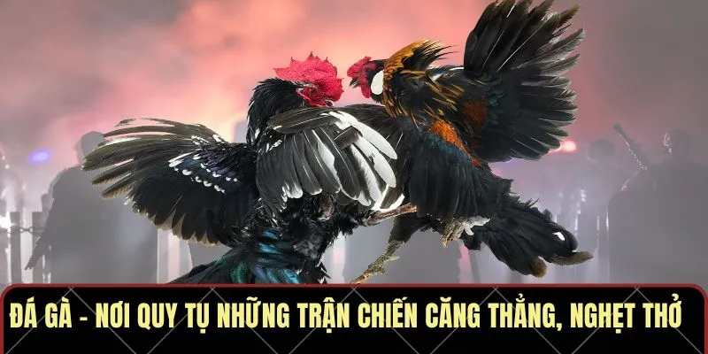 Đá gà AN99 – Nơi quy tụ những trận chiến căng thẳng, nghẹt thở